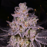 π Apple Tartz Seeds (100% off)